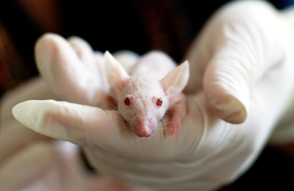 „Schlaganfälle bei Mäusen mit intakter Darmflora verlaufen sanfter“